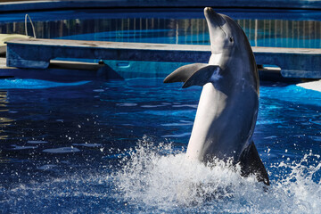 dolphin in the water