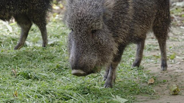 Chacoan peccary (Catagonus wagneri) eats grass