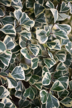 รูปภาพTriangularis – เลือกดูภาพถ่ายสต็อก เวกเตอร์ และวิดีโอ1,233 ...