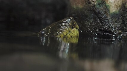 Head of green anaconda (Eunectes murinus)