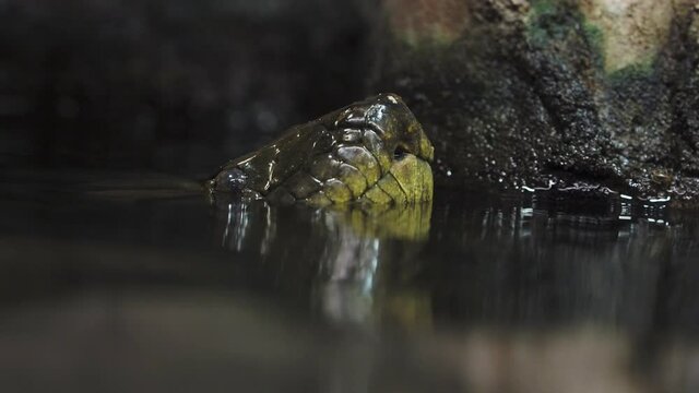 Head of green anaconda (Eunectes murinus)