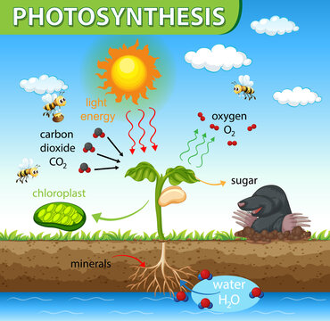 Diagram showing process of photosynthesis in plant