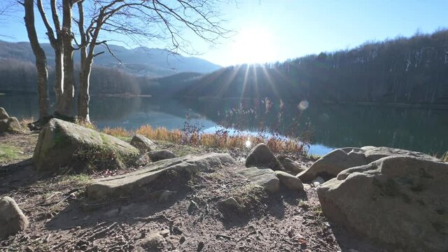 Foresta e lago