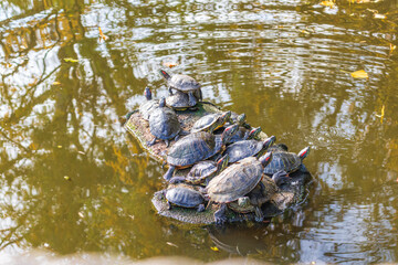 Fototapeta premium turtles laying in the sun heat near a lake in a sunny spring day