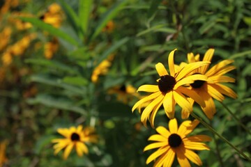yellow flowers in the garden