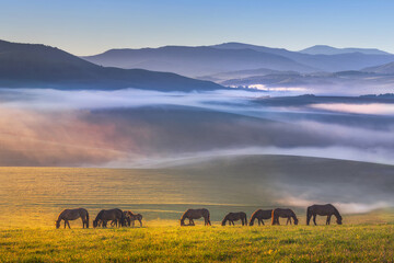 Colorful view of a herd of horses peacefully grazing. Folded hills in a blue haze. Radiant landscape.Absolutely perfect picture. Sunny meadow covered with blue-pink fog.Altai Republic.Siberia. Russia. - obrazy, fototapety, plakaty