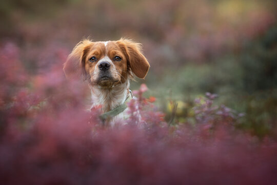 Beautiful portrait of a dog Brittany Spaniel breed. Close-up. Purple flowers. Hunting gun dog. Natural background.