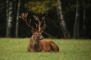 Big Noble Red Deer in the autumn forest. Close-up. Royal stag with large  horns  illuminated by the sun lies on the green grass. Deer in natural habitat. Wild life. Trophy. - obrazy, fototapety, plakaty