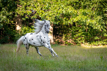 Beautiful spotted appaloosa pony in a natural environment 