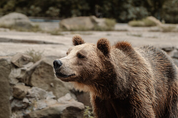 Fototapeta premium Close-up of a brown bear in the zoo on a summer day