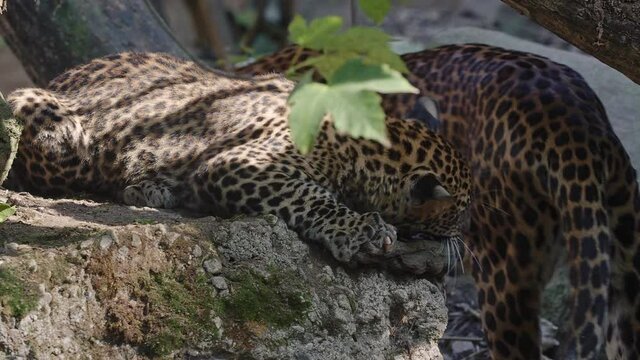 Sri Lankan leopard cub, Panthera pardus kotiya