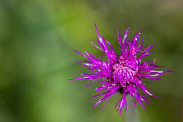 Cirsium rivulare flower in meadow, macro