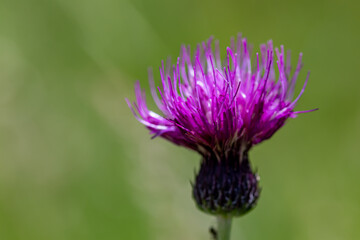 Cirsium rivulare flower in meadow, close up shoot	