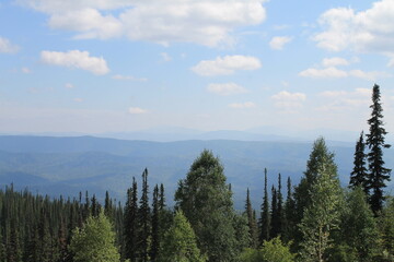 forest in the mountains