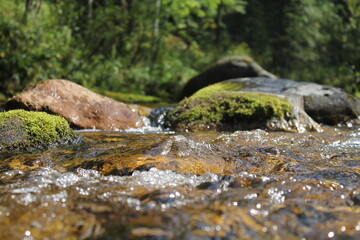 water flowing in the forest