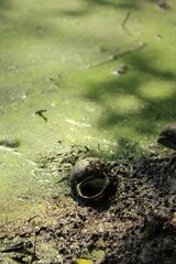 Empty snail shell in the shallow water.