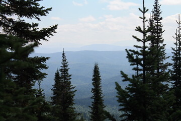 trees in the mountains