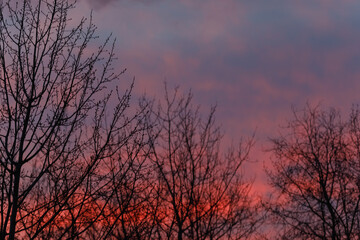 Silhouettes of empty trees and branches in the sunset sky. The dramatic sky. Blue and red sky.