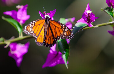 monarch butterfly on flower