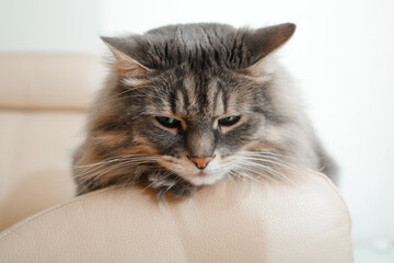 Close-up of sleepy cat lying resting on sofa indoors. Portrait of sleeping gray fluffy pet relaxing on chair. Animal theme