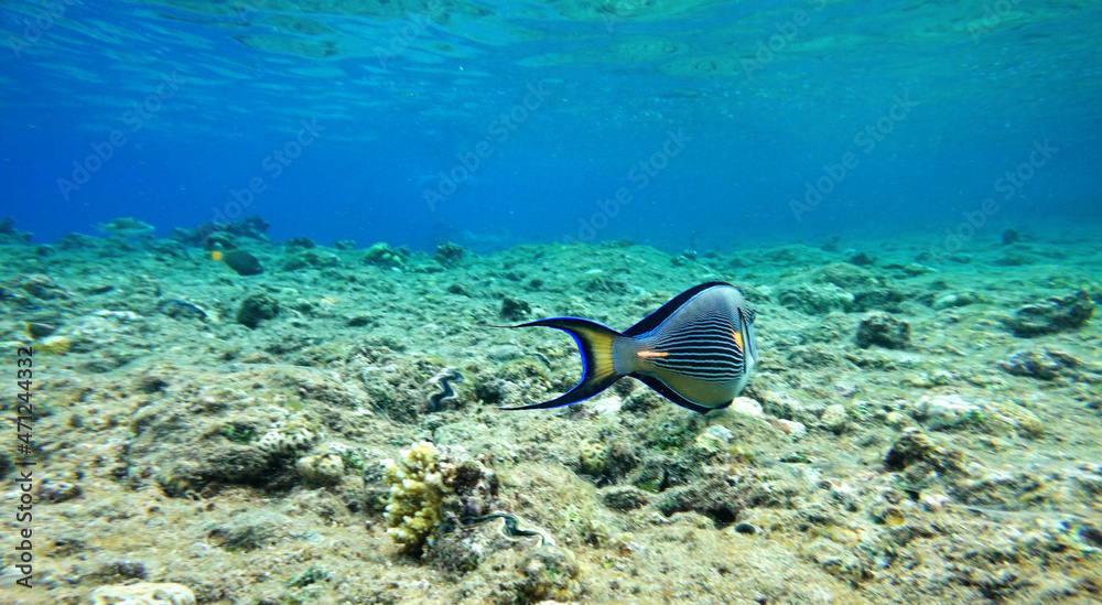 Poster Underwater background