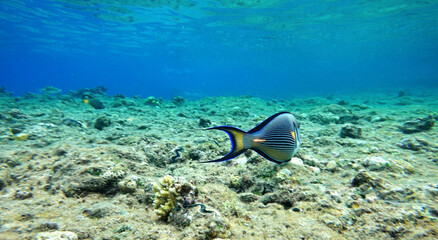 Underwater background