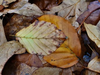 Gefallene bunte Laubblätter