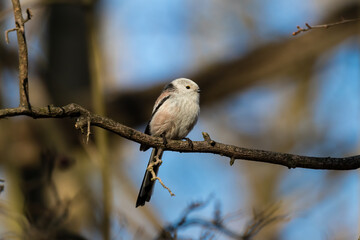 Long-tailed Tit sitting on a twig, Aegithalos caudatus, bird with white feathers and black tail, small European bird, fast and agile, looks like a small white ball