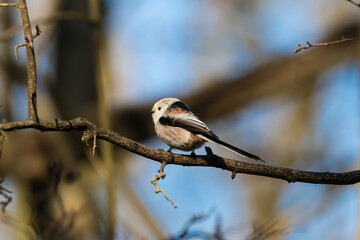Long-tailed Tit sitting on a twig, Aegithalos caudatus, bird with white feathers and black tail, small European bird, fast and agile, looks like a small white ball