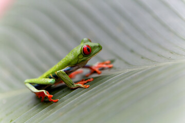 Red eyed tree frog (Agalychnis callidryas) between the leaves of a green plant in Tortuguero National Park in Costa Rica
