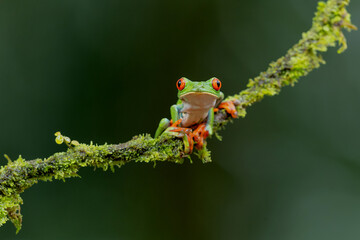 Red eyed tree frog (Agalychnis callidryas) sitting on a branch near Sarapiqui in Costa Rica.