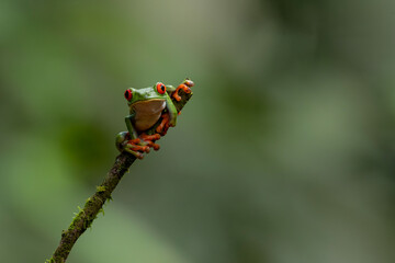 Red eyed tree frog (Agalychnis callidryas) sitting on a branch near Sarapiqui in Costa Rica.
