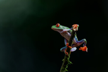 Red eyed tree frog (Agalychnis callidryas) sitting on a branch near Sarapiqui in Costa Rica.