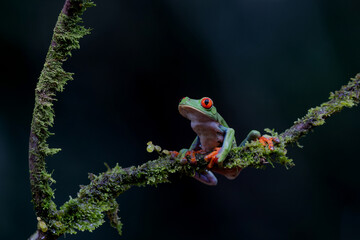 Red eyed tree frog (Agalychnis callidryas) sitting on a branch near Sarapiqui in Costa Rica.