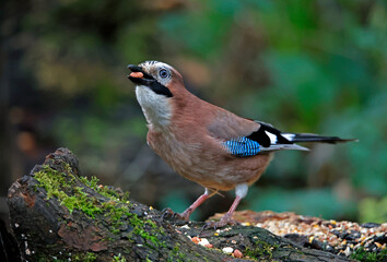 Eurasian jay collecting nuts to cache