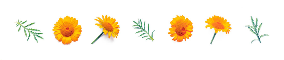 Yellow chamomile flowers and leaves on white background.