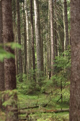 Obraz premium forest summer