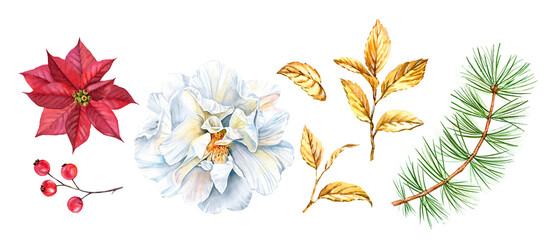 Christmas florals collection. Watercolor red berries, poinsettia, white rose flower, golden leaves, pine tree. Hand painted bouquet element for winter holiday season, greeting cards, banners