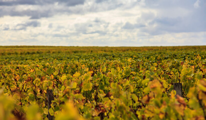French Vineyards