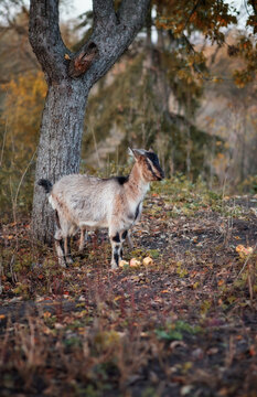Photo of a goat under an apple tree in the autumn garden.