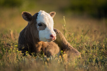 An adorable newborn calf lies on a sunlit meadow. Sunny colorful morning. Close-up. The calf lies sideways. Free grazing. Natural background.