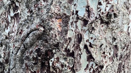 Blurred pattern seamless texture from Bark tree. For background wood work, Bark of brown hardwood, thick bark hardwood, residential house wood. nature, trunk, tree, bark, hardwood, trunk, tree, trunk