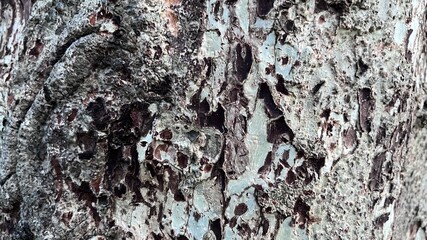 Blurred pattern seamless texture from Bark tree. For background wood work, Bark of brown hardwood, thick bark hardwood, residential house wood. nature, trunk, tree, bark, hardwood, trunk, tree, trunk