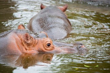 hippo in the water