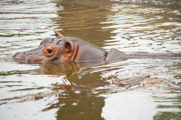 hippopotamus in water