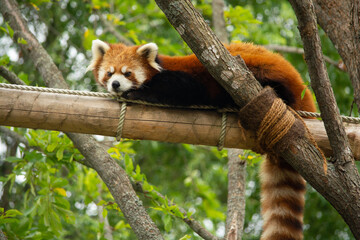 red panda eating bamboo