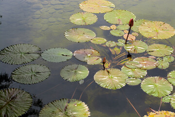 Monet's picturesque water lily leaves