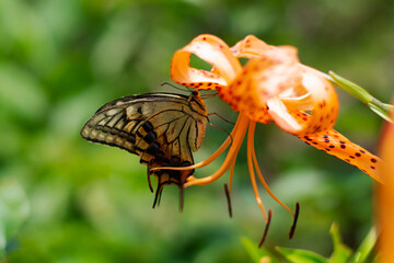 Yellow swallowtail butterfly sucking nectar of demon lily