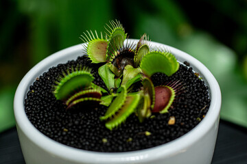 plant in a pot