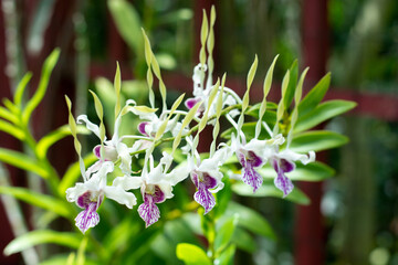 Dendrobium antennatum with small flowers